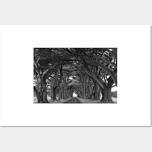 Point Reyes Black And White Cypress Tunnel Posters and Art